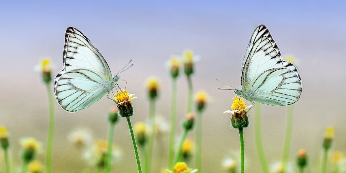 butterflies