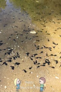 Tadpoles