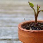 Plant growing with a heart stick