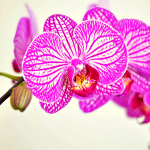 How it Feels When an Orchid Child Starts to Flourish